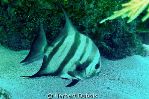Spadefish (image cropped) by Herbert Dubois 
